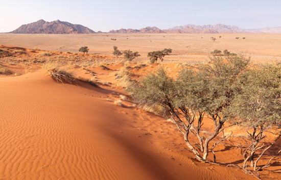 Elim Dune Excursion