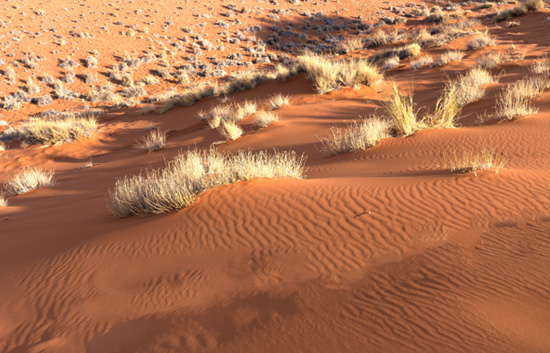 Elim Dune Spectacular Scenery