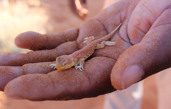 Small Wildlife