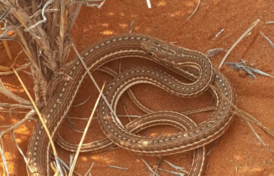 Desert Snake